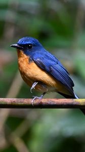 Preview wallpaper flycatcher, bird, wings, branch, blue