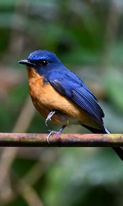 Preview wallpaper flycatcher, bird, wings, branch, blue