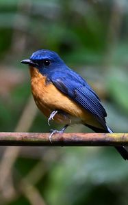 Preview wallpaper flycatcher, bird, wings, branch, blue
