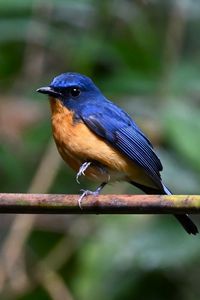 Preview wallpaper flycatcher, bird, wings, branch, blue