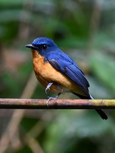 Preview wallpaper flycatcher, bird, wings, branch, blue