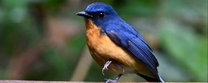 Preview wallpaper flycatcher, bird, wings, branch, blue