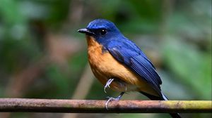 Preview wallpaper flycatcher, bird, wings, branch, blue