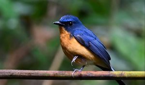 Preview wallpaper flycatcher, bird, wings, branch, blue