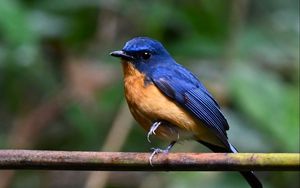 Preview wallpaper flycatcher, bird, wings, branch, blue