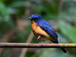 Preview wallpaper flycatcher, bird, wings, branch, blue