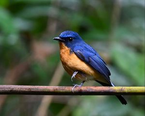 Preview wallpaper flycatcher, bird, wings, branch, blue