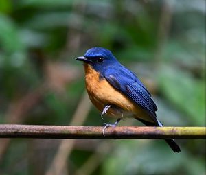 Preview wallpaper flycatcher, bird, wings, branch, blue