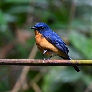 Preview wallpaper flycatcher, bird, wings, branch, blue