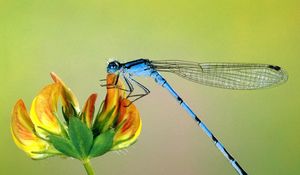 Preview wallpaper flying, insect, flower, wings