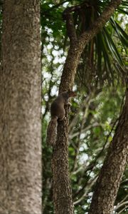 Preview wallpaper flying squirrel, squirrel, tree