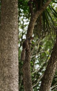 Preview wallpaper flying squirrel, squirrel, tree