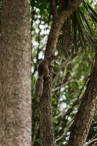 Preview wallpaper flying squirrel, squirrel, tree