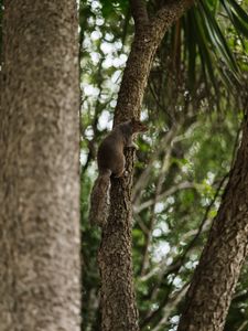 Preview wallpaper flying squirrel, squirrel, tree