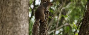 Preview wallpaper flying squirrel, squirrel, tree