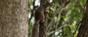 Preview wallpaper flying squirrel, squirrel, tree