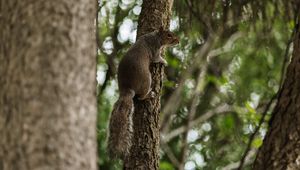 Preview wallpaper flying squirrel, squirrel, tree