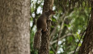 Preview wallpaper flying squirrel, squirrel, tree