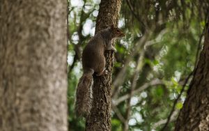 Preview wallpaper flying squirrel, squirrel, tree