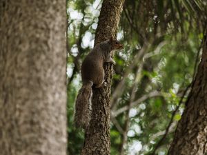 Preview wallpaper flying squirrel, squirrel, tree