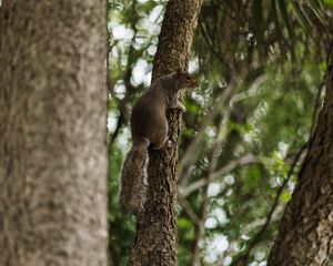 Preview wallpaper flying squirrel, squirrel, tree