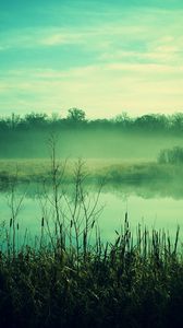 Preview wallpaper fog, canes, pond, twilight, gloomy