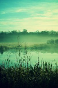 Preview wallpaper fog, canes, pond, twilight, gloomy