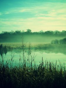 Preview wallpaper fog, canes, pond, twilight, gloomy