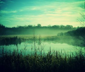 Preview wallpaper fog, canes, pond, twilight, gloomy