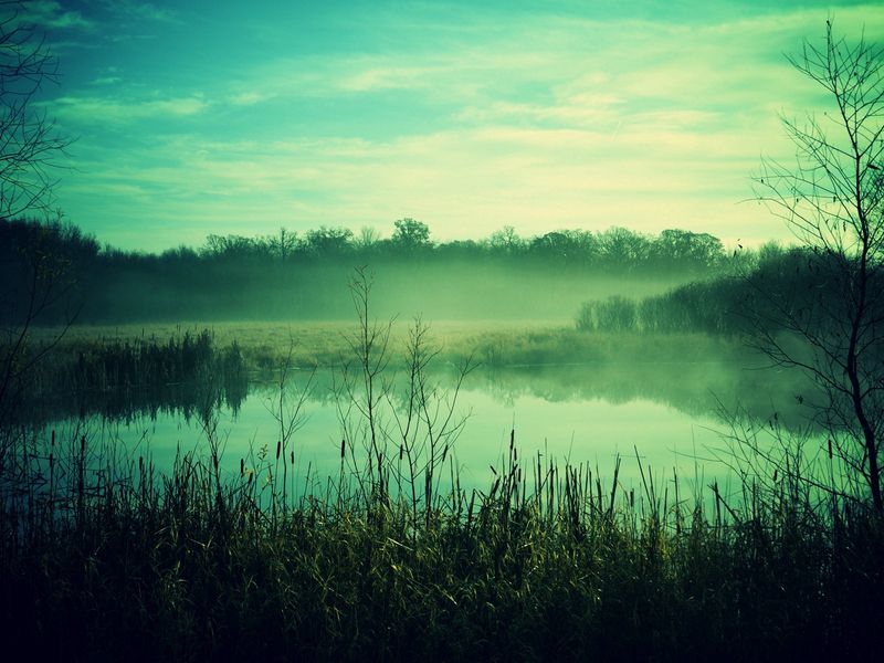 Download Wallpaper 800x600 Fog Canes Pond Twilight Gloomy Pocket Pc Pda Hd Background