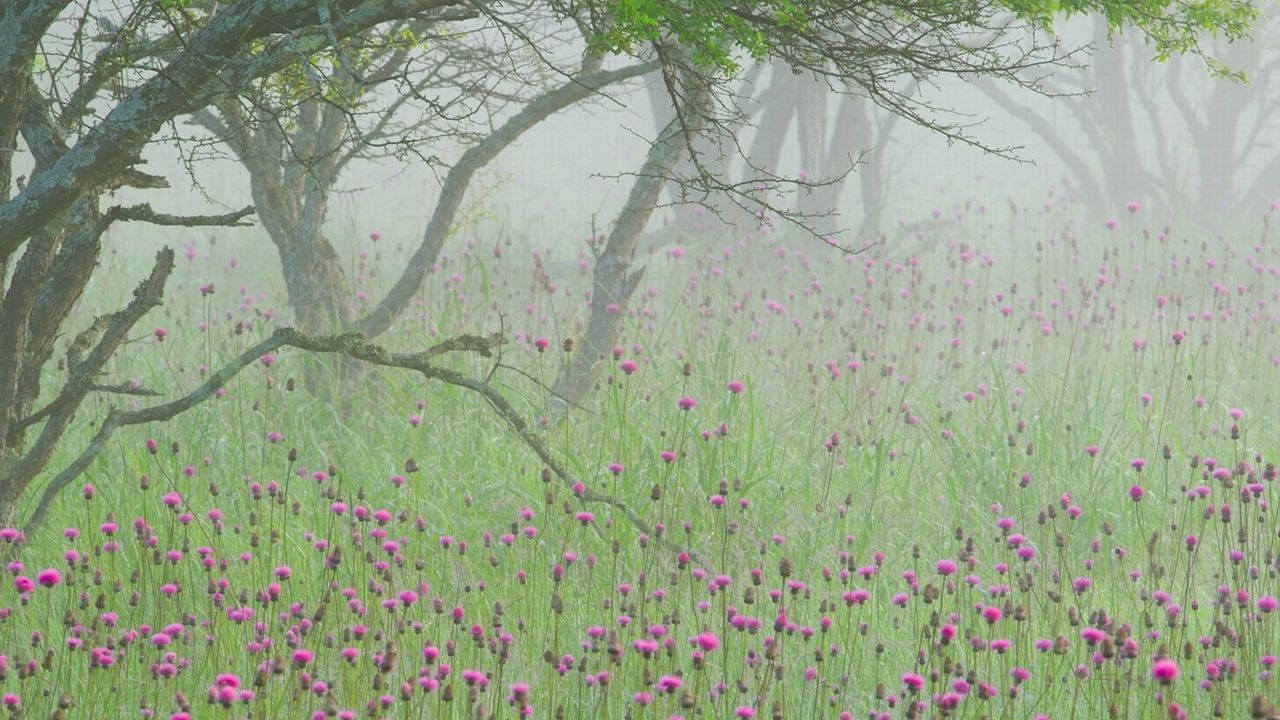 Wallpaper fog, flowers, morning, tree, branches