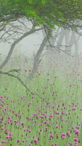 Preview wallpaper fog, flowers, morning, tree, branches