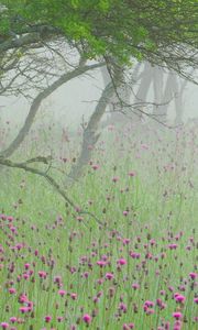 Preview wallpaper fog, flowers, morning, tree, branches