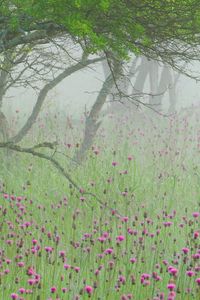 Preview wallpaper fog, flowers, morning, tree, branches