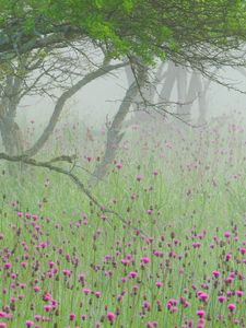 Preview wallpaper fog, flowers, morning, tree, branches