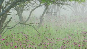 Preview wallpaper fog, flowers, morning, tree, branches