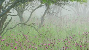 Preview wallpaper fog, flowers, morning, tree, branches