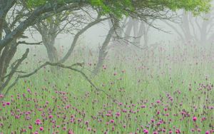 Preview wallpaper fog, flowers, morning, tree, branches