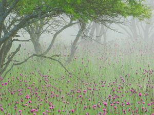 Preview wallpaper fog, flowers, morning, tree, branches