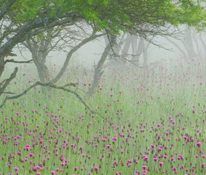 Preview wallpaper fog, flowers, morning, tree, branches