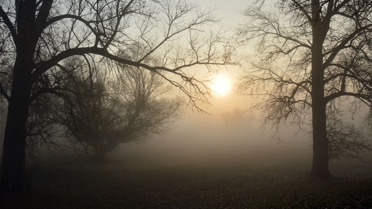 Wallpaper fog, forest, branches, sun, dawn