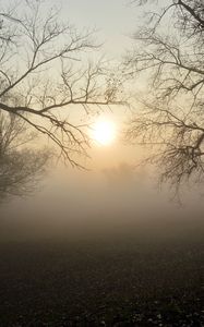 Preview wallpaper fog, forest, branches, sun, dawn