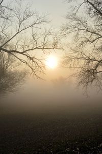 Preview wallpaper fog, forest, branches, sun, dawn