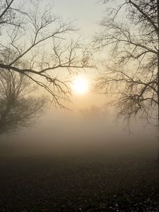 Preview wallpaper fog, forest, branches, sun, dawn