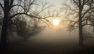 Preview wallpaper fog, forest, branches, sun, dawn