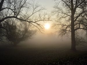 Preview wallpaper fog, forest, branches, sun, dawn