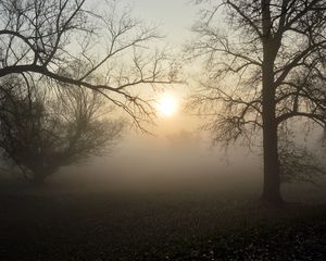 Preview wallpaper fog, forest, branches, sun, dawn