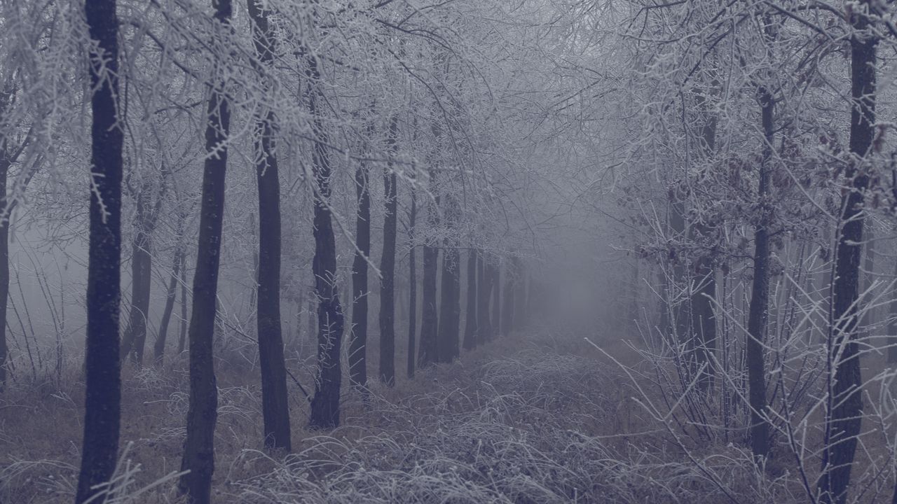 Wallpaper fog, forest, frost, branches, trees, grass