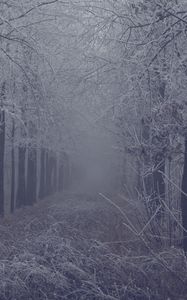 Preview wallpaper fog, forest, frost, branches, trees, grass