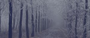 Preview wallpaper fog, forest, frost, branches, trees, grass